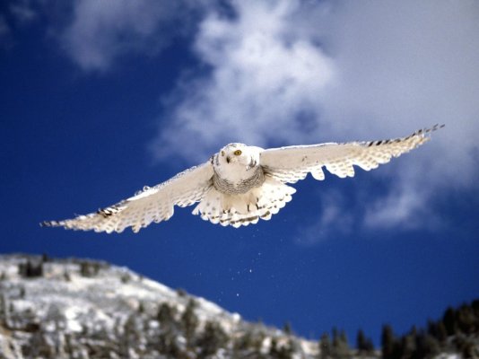 snowy owl in flight.jpg