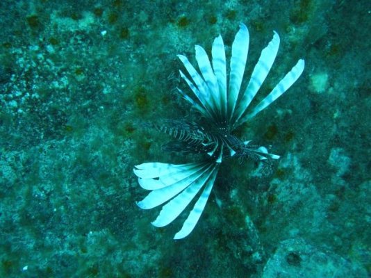 lionfish.b.jpg