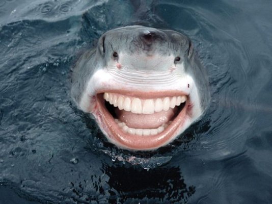 Smiley Shark[2].jpg