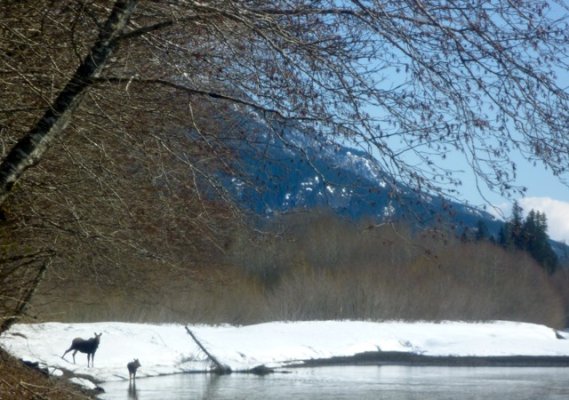 Skeena R Moose & Calf.jpg