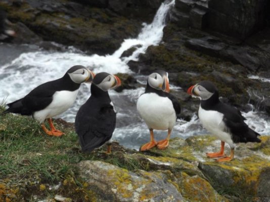 Puffins.jpg