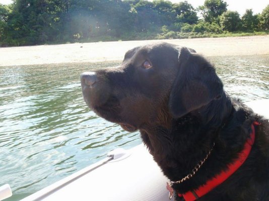 Beau on boat.jpg