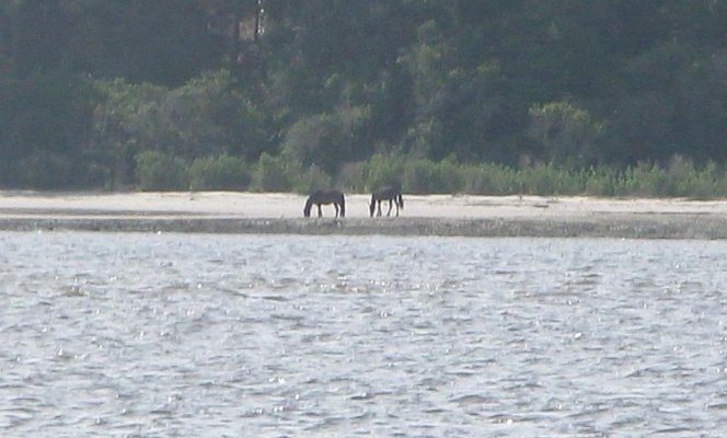 WILD HORSES ON CUMBERLAND ISL.2.jpg