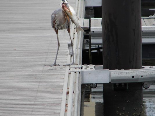 heron with mullet 3.jpg