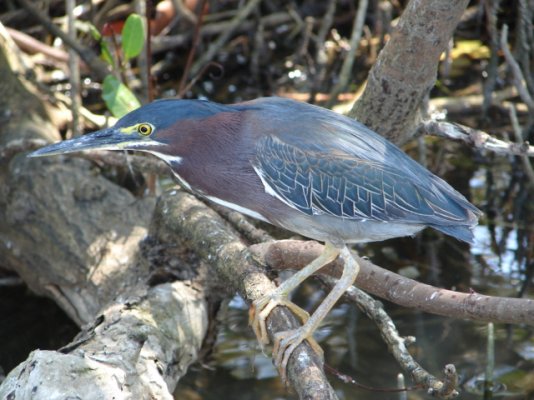 St. Petersburg to Galati Marina Annamaria Is 033 green heron.JPG