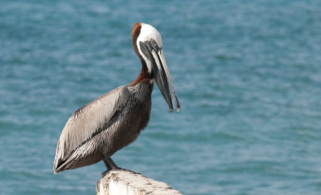 Brown-Pelican.jpg