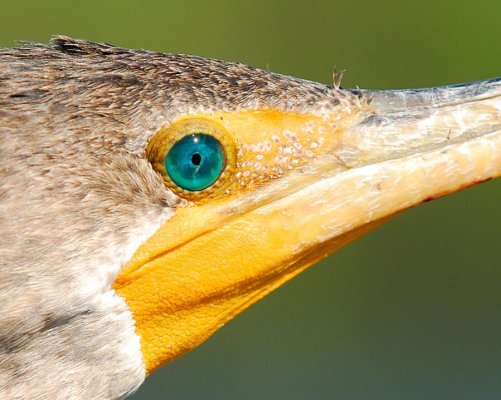 CormorantPortrait.jpg