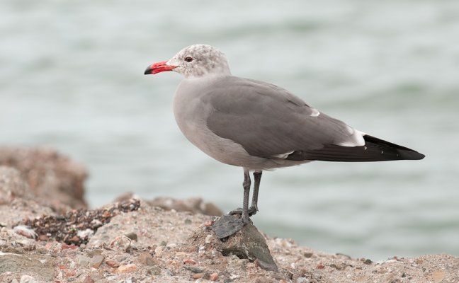 Hermann's-gull.jpg