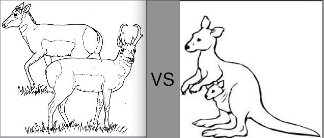 P vs Roo.jpg