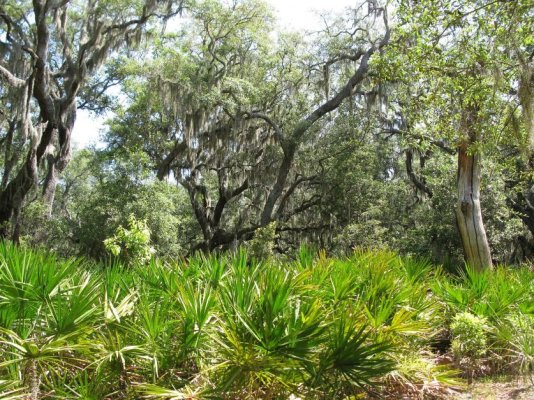 CUMBERLAND ISLAND FOREST.2.jpg