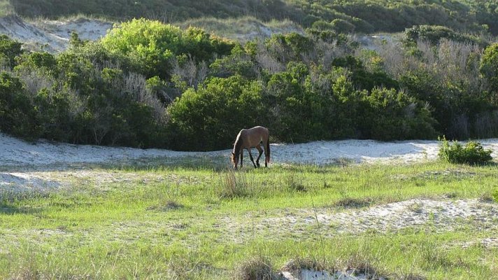 CUMBERLAND ISLAND HORSE.jpg