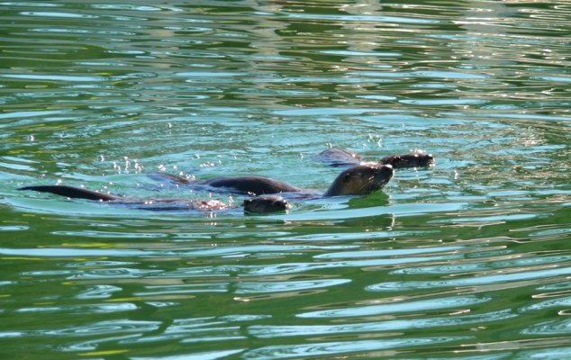 river otter3.jpg