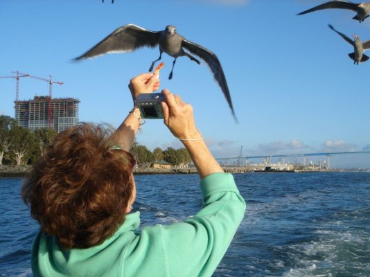 gull feeding.jpg