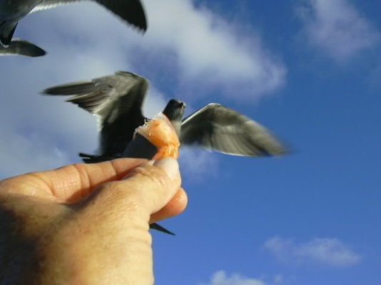 gull close-up.jpg