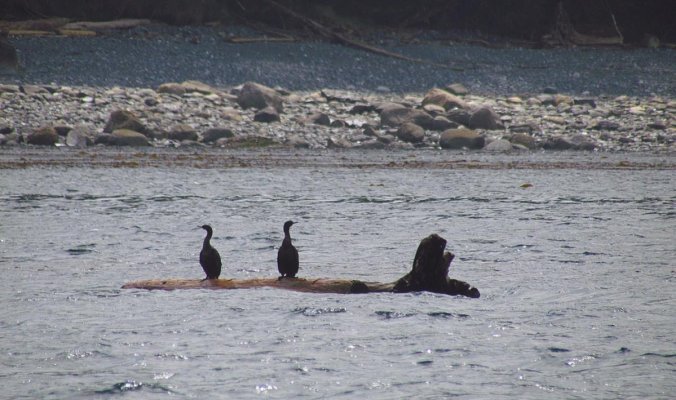 Cormorants.jpg