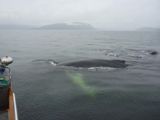 Badger 28-9-'13 Humpbacks #2.jpg