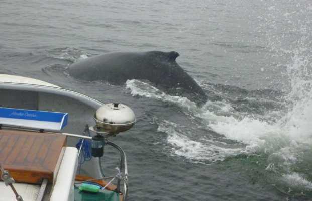 Badger 28-9-'13 Humpbacks #3.jpg