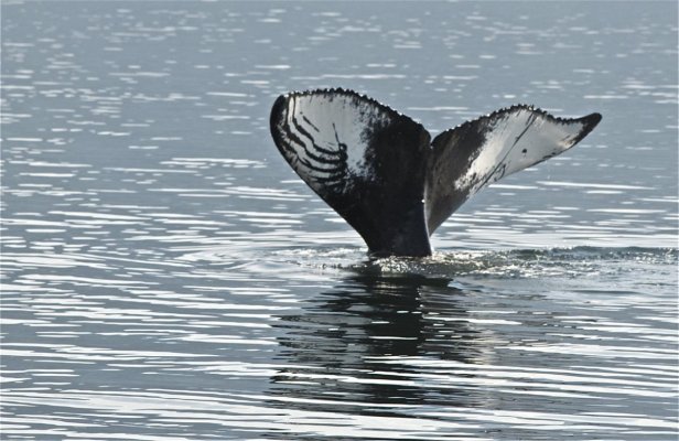 Badger K's Humpback #2.jpg