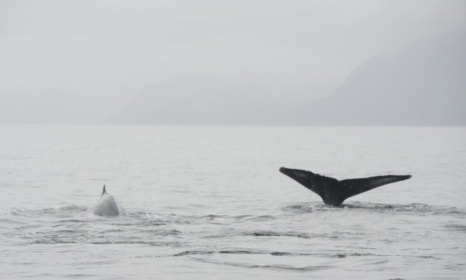 Badger K's Humpback #5.jpg