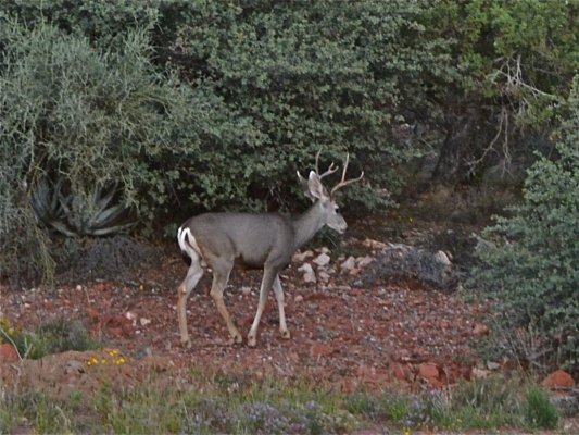 Buck in Sedona.jpg