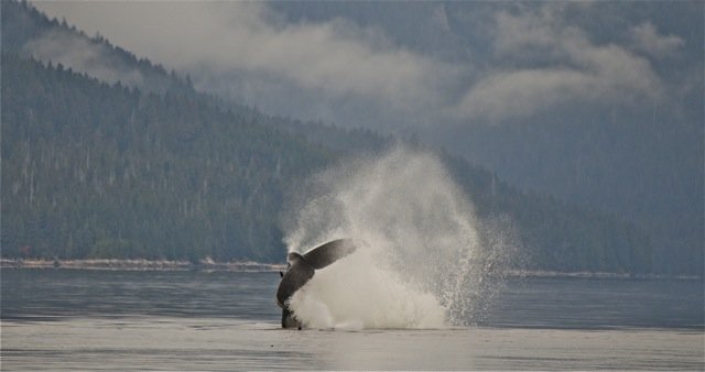 Badger K's Whale Tail.jpg