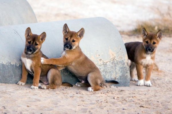 dingoes-preview.jpg