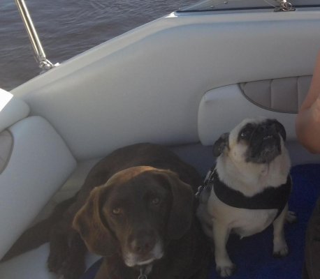 boatdogs.jpg