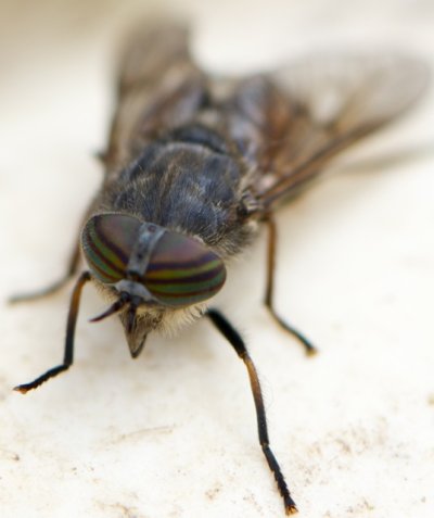 badger horsefly.jpg