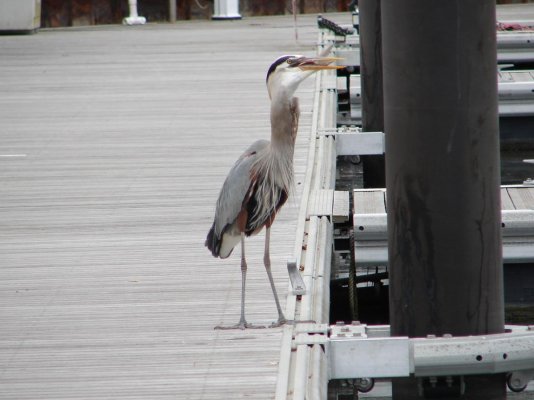 heron with mullet 4.jpg