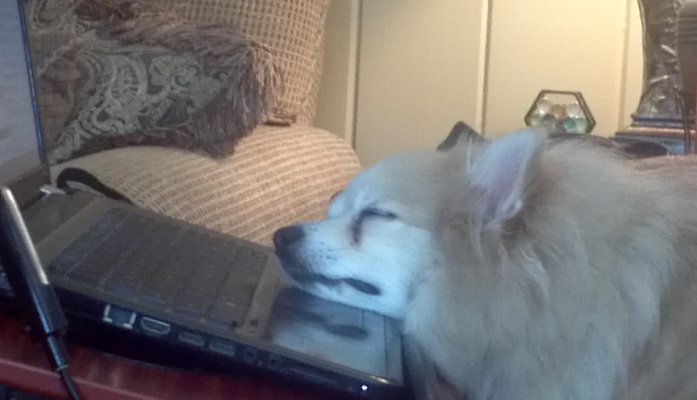 Troy sleeping on my notebood.jpg