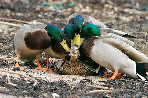 Mallards-Mating-01.jpg