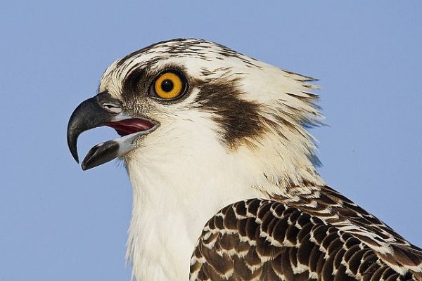 1299-800x800-osprey-juvenile-head.jpg