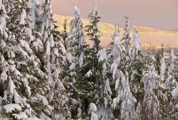 Hemlocks, Robinson Ridge, Feb 2015.jpg