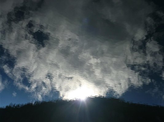 Badger, reflective sunrise.jpg