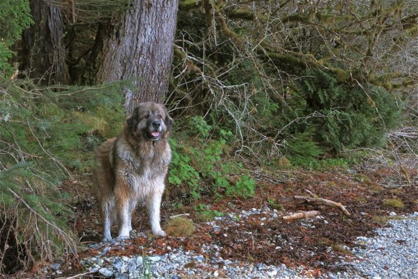 Badger, Zain, Eagle Bay, May '15.jpg