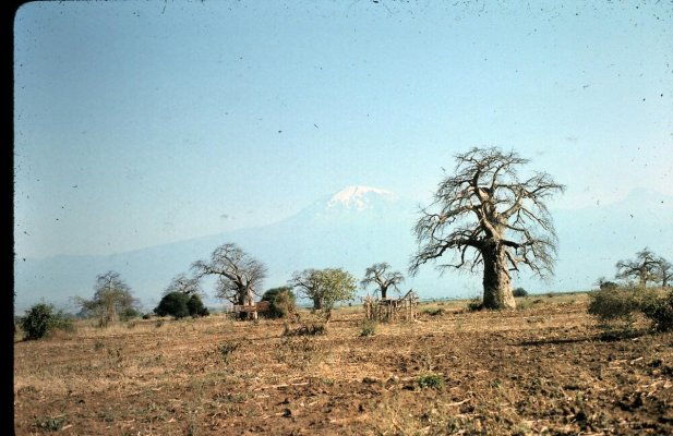 Baobab Kilimanjaro.jpg