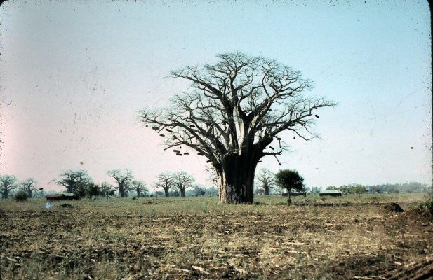 Baobab bee tree.jpg