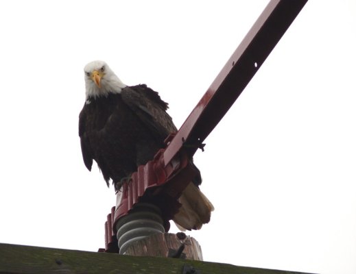 eagle.jpg