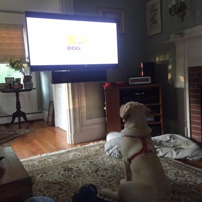 Dogtv2.jpg