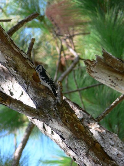 Hairy Woodpecker.jpg