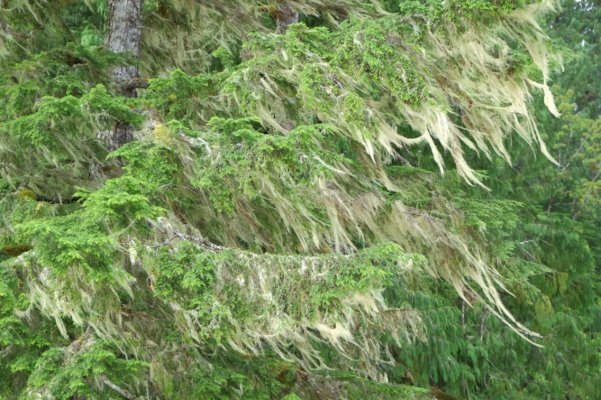 Old Mans Beard, Monkey Beach, 2015.jpg