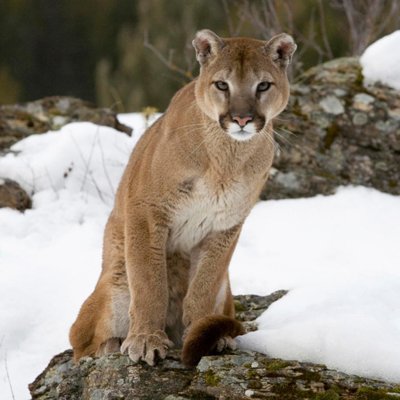 Cougar6.jpg