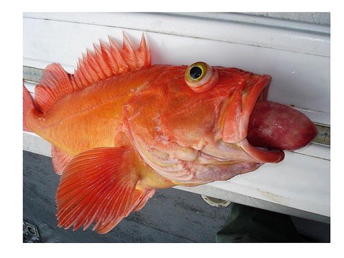 rock fish.jpg