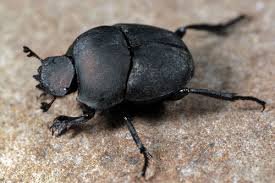 Dung Beatle.jpg