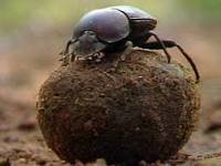 dung beatle.jpg