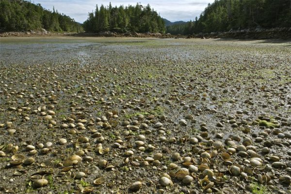 Clams, Betteridge Inlet, 2015.jpg