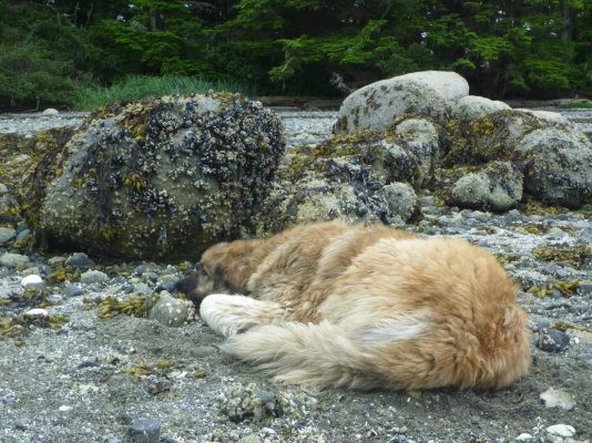 Zain, Kitkatla Inlet.jpg