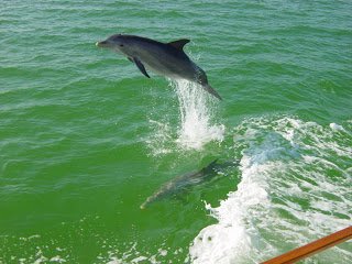 Dolphin jumping 2010.JPG