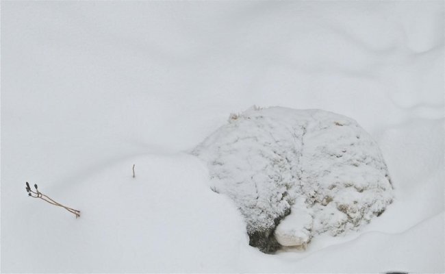 Zain - asleep in snow.jpg