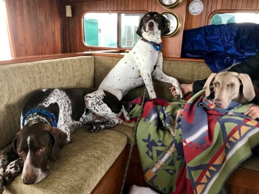 dogsonboat.jpg